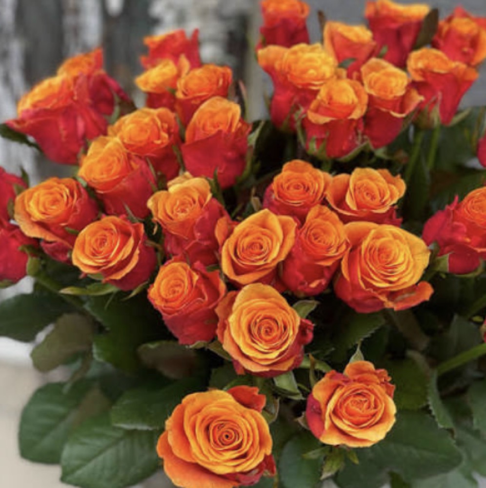 Espana rose variety