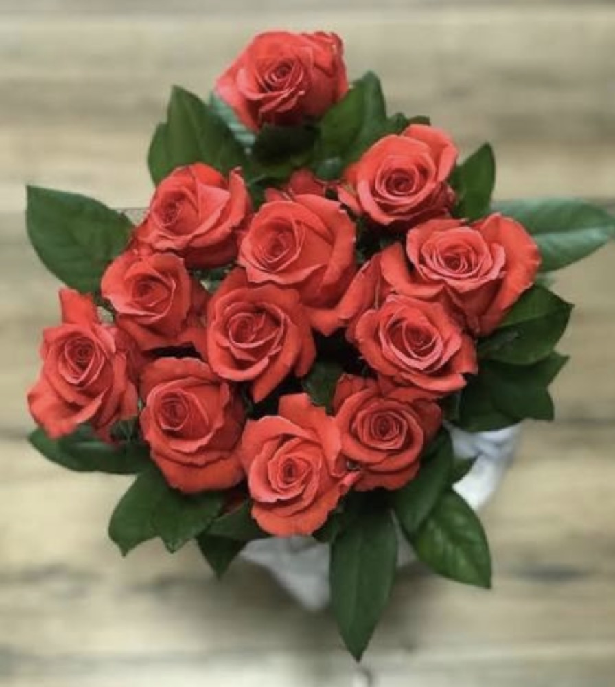 Rockstar rose variety